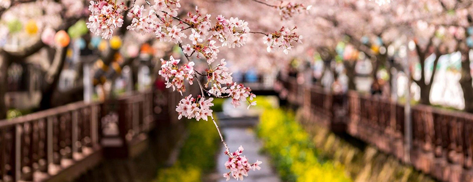 Korece Terc�me Fiyatlar�