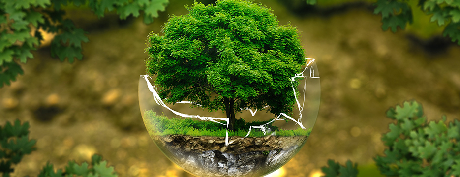 Nadir Diller Terc�me Fiyatlar�